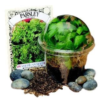 DIY Mini Bio Dome Gardens (25 Pack) - EconoCrafts