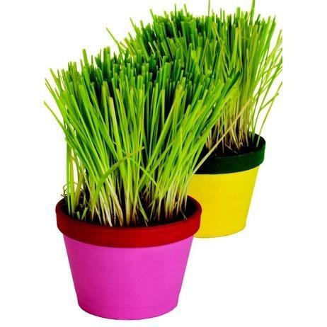 chive plant pots DIY Chive Planters Craft Kit (25 Pack) – EconoCrafts