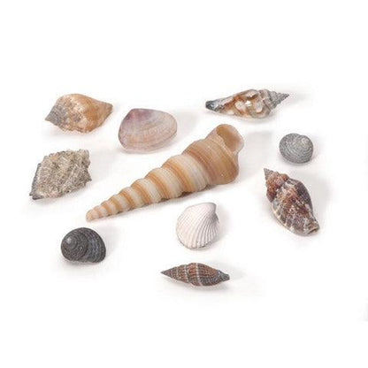 Small Natural Seashells (8 oz) - EconoCrafts