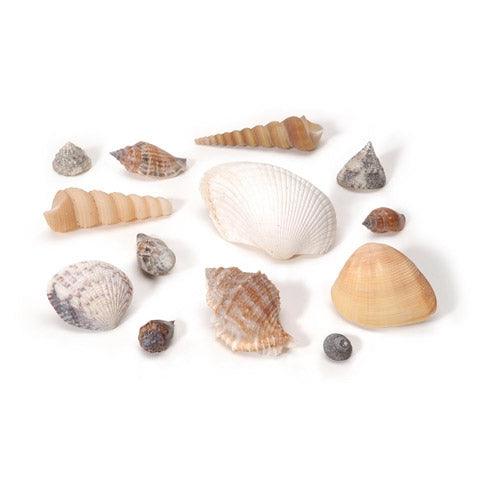 Small Natural Seashells (8 oz) - EconoCrafts