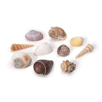 Small Natural Seashells (8 oz) - EconoCrafts