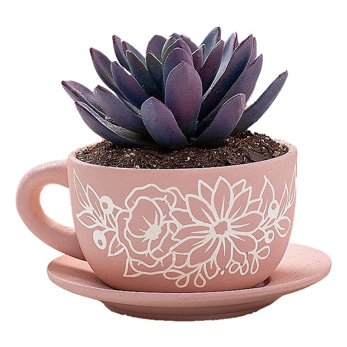 terracotta cup and saucer planter DIY Ceramic Tea Cup Planters (6 Pack) – EconoCrafts
